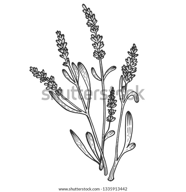 ラバンデラ ラベンダーの植物のスケッチ彫刻ラスターイラスト スクラッチボードのスタイルの模倣 白黒の手描きの画像 のイラスト素材