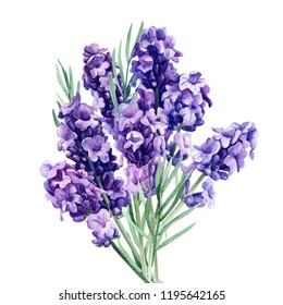 lavender, bouquet flowers on an isolated white background, botanical painting, watercolor illustration, hand drawing