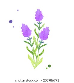 Lavender Flower Isolated, Watercolor Painting On White Background