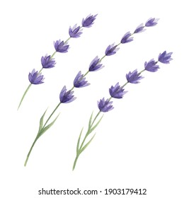 Lavender Flower Set Watercolor Illustration. Organic Lavandula Herb Stems With Buds And Green Leaves Close Up Illustration. Medical And Aroma Lilac Herb Botanical Drawing Set On White Background