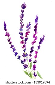 Lavender flower, watercolor illustration