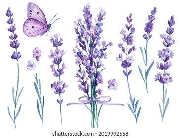 Lavender flowers, butterfly, watercolor illustration, isolated white background