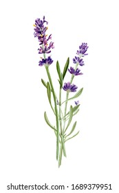 Lavender Flowers Isolated On White Background Stock Illustration ...