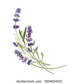 Lavender Flowers Isolated On White Background. Watercolor Botanical Illustration. Hand Drawn Card For Invitation, Printed, Other Design 