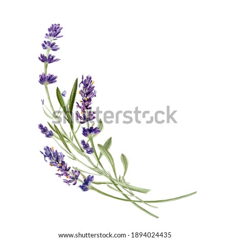 Lavender flowers isolated on white background. Watercolor botanical illustration. Hand drawn card for invitation, printed, other design  Сток-фото © 