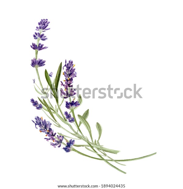 Lavender Flowers Isolated On White Background 库存插图