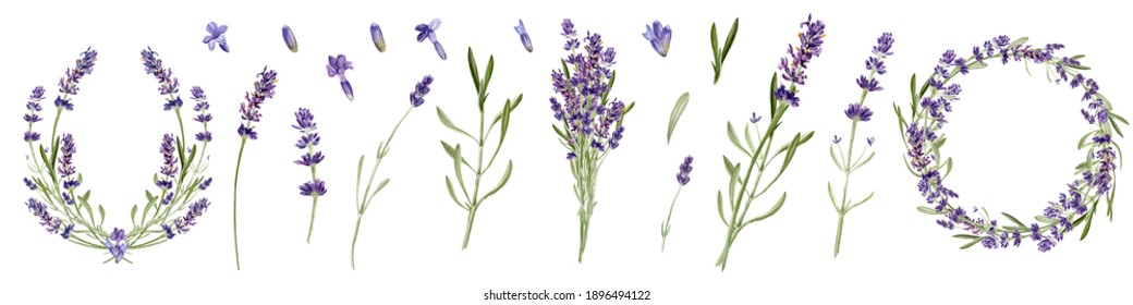 Lavender Flowers Set Isolated On White Background. Watercolor Botanical Illustration. Bouquet, Branch, Wreath, Card