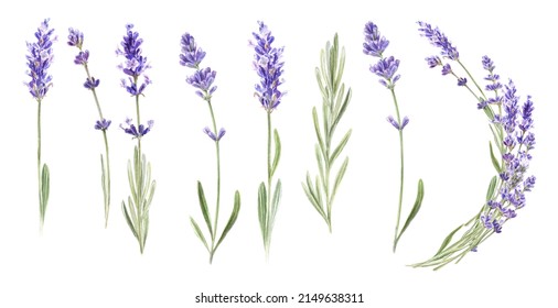 Lavender Flowers, Watercolor Illustration, Isolated White Background