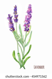 Lavender, purple flowers and leaves, bouquet on white background, watercolor painting, realistic illustration