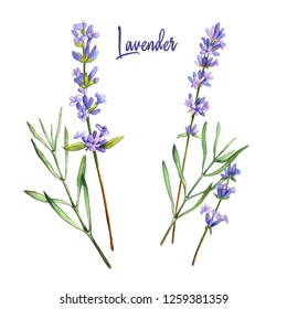 Lavender, Watercolour Illustration, Hand Drawn