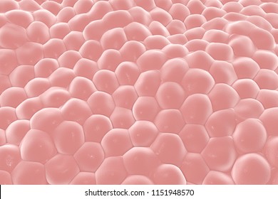 Layer Of Cells, 3D Illustration, Research Background Perfect To Illustrate Skin, Epithelium, Stem Cells, Tissues