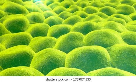 Layer Of Cells, 3D Illustration, Research Background Perfect To Illustrate Skin, Epithelium, Stem Cells, Tissues