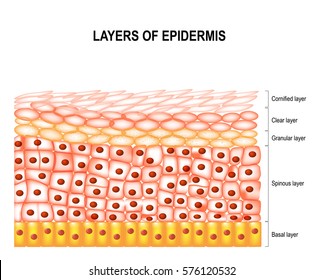 Layers Of Epidermis. Labeled.