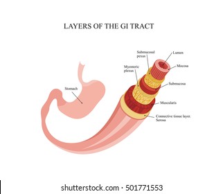 Layers Of The Gi Tract. Human Anatomy.