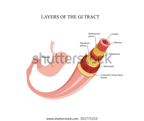 Layers Gi Tract Human Anatomy Stock Illustration 501771553