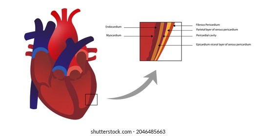 Layers Of The Heart Walls. Endocardium And Myocardium Layers.