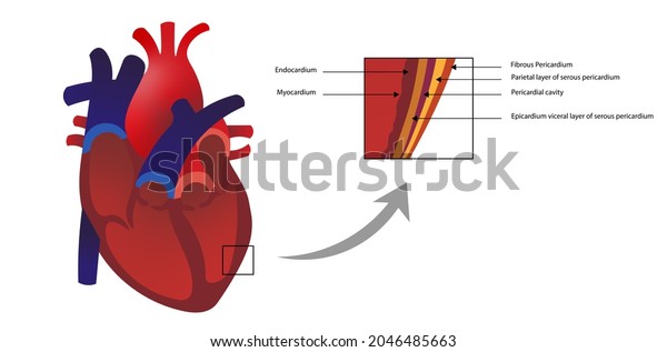 Layers of the Heart Walls. Endocardium and\
myocardium\
layers.