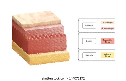 Layers Of Human Skin