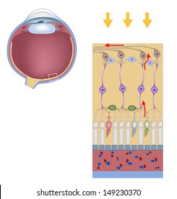 Layers Of The Retina, Science Drawing.