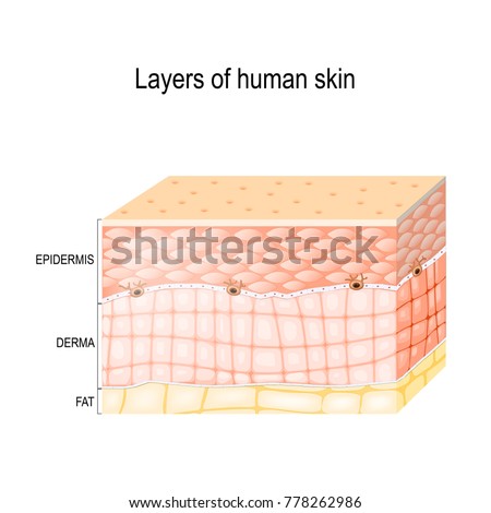 layers skin epidermis horny layer granular stock illustrationlayers of skin epidermis (horny layer and granular layer), dermis (connective tissue) and subcutaneous fat (adipose tissue) healthy human skin diagram
