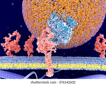 LDL Particlel Binding To The LDL Receptor.
 It Binds The Apoprotein B100 (blue) From LDL-particles And Mediates Their Internalization (endocytosis) In The Cell. 