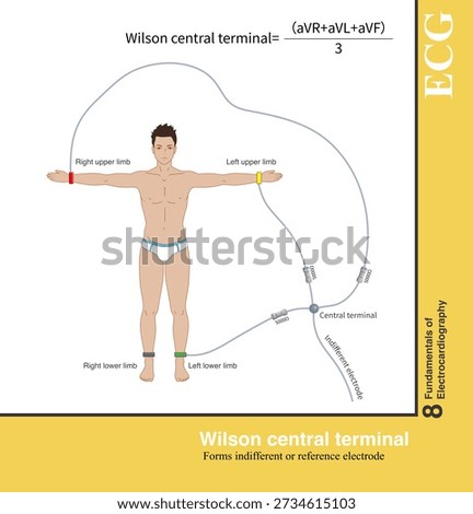 The lead wires from the left upper limb, right upper limb, and left lower limb are twisted together, and the average voltage is taken to obtain the central terminal, whose voltage is close to zero but not exactly zero.