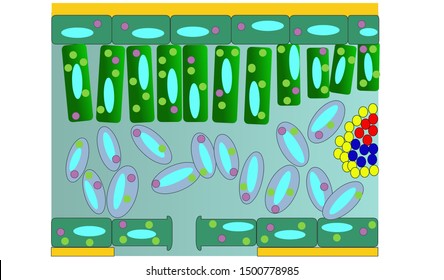 257 Palisade mesophyll Images, Stock Photos & Vectors | Shutterstock