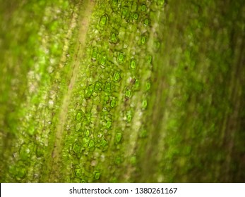 Leaf Cell Structure By Microscope Lens Stock Illustration 1380261167 ...