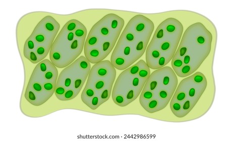 Leaf cells microscope magnification, plant leaf microscopic structure, Water plant leaf cells with chloroplasts, chlorophyll or chloroplast biotech, biological sun panels for electricity production 