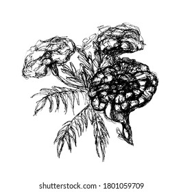Moss Rose Portulaca Grandiflora Vintage Engraved Stock Vector (Royalty ...