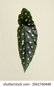 Leaf Image, Green Polkadot Begonia Plant