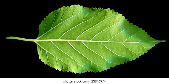 leaf  isolated on black