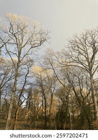 Leaf less trees in nature 