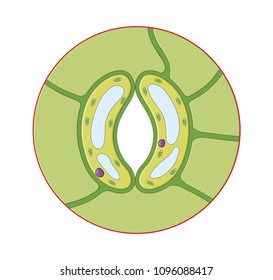 1,251 Stomata Images, Stock Photos & Vectors | Shutterstock