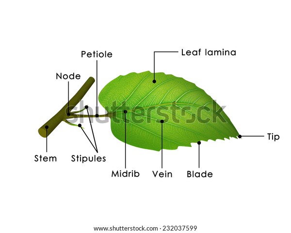 Leaf Structure Stock Illustration 232037599