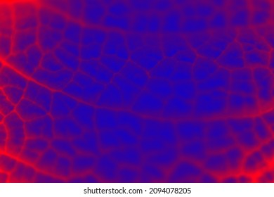 Leaf venation in blue-red design, venation macro pattern, eco-background. Thermal image