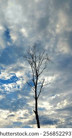 Leafless deciduous tree against sky background