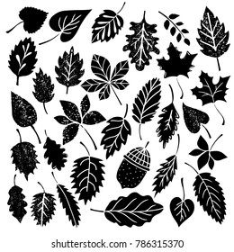 Leaves  acorn black silhouettes  distressed  Isolated white background sketch hand drawn set