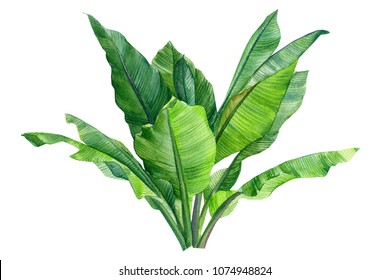 leaves of a banana of a palm tree, watercolor illustration  on isolated white background