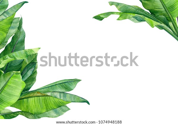 ヤシの木のバナナの葉 分離型白い背景に水彩イラスト 文字用のスペース付きグリーティングカード 招待状 のイラスト素材