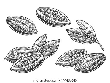 Leaves and fruits of cocoa beans. Vintage engraved illustration. Black on white background.