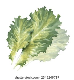 Leaves of green salad. Watercolor illustration. Fresh salad greens. Farm, vegetarian products. Healthy eating concept. Gardening and vegetable garden. For packaging, labels, tableware - Powered by Shutterstock