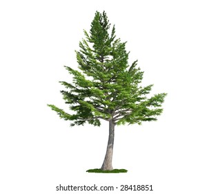 Lebanon Cedar (latin: Cedrus Libani) Tree Isolated Against Pure White