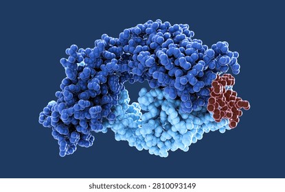 Lecanemab mechanism of action, 3D render of monoclonal antibody Fab fragment binding to amyloid beta peptide, Alzheimer's disease drug concept.