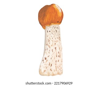 Leccinum Mushroom Hand Painted Gouache Illustration. Autumn Png Clipart. Fall Seasonal Decor. Food, Recipe, Cooking Book Graphic Elements