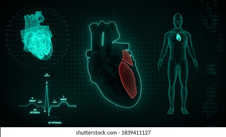 Left Atrium And Left Ventricle Of Human Heart 3d Illustration