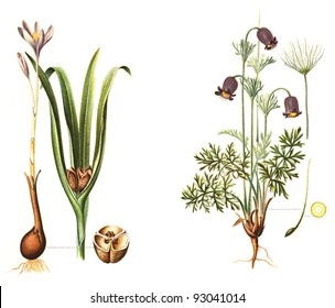 left Autumn crocus (Colchicum autumnale) and right Pasqueflower (Pulsatilla pratensis) - poisonous plants / vintage illustration from Meyers Konversations-Lexikon 1897