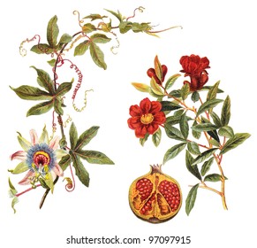 left Blue Passion Flower (Passiflora caerulea) and right Pomegranate (Punica granatum) / vintage illustration from Meyers Konversations-Lexikon 1897 - Powered by Shutterstock