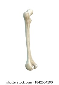 Right Human Femur Bone Anterior View Stock Illustration 1841618272 ...