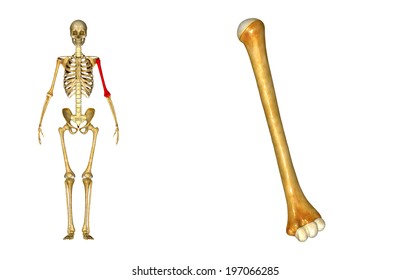 Left Humerus